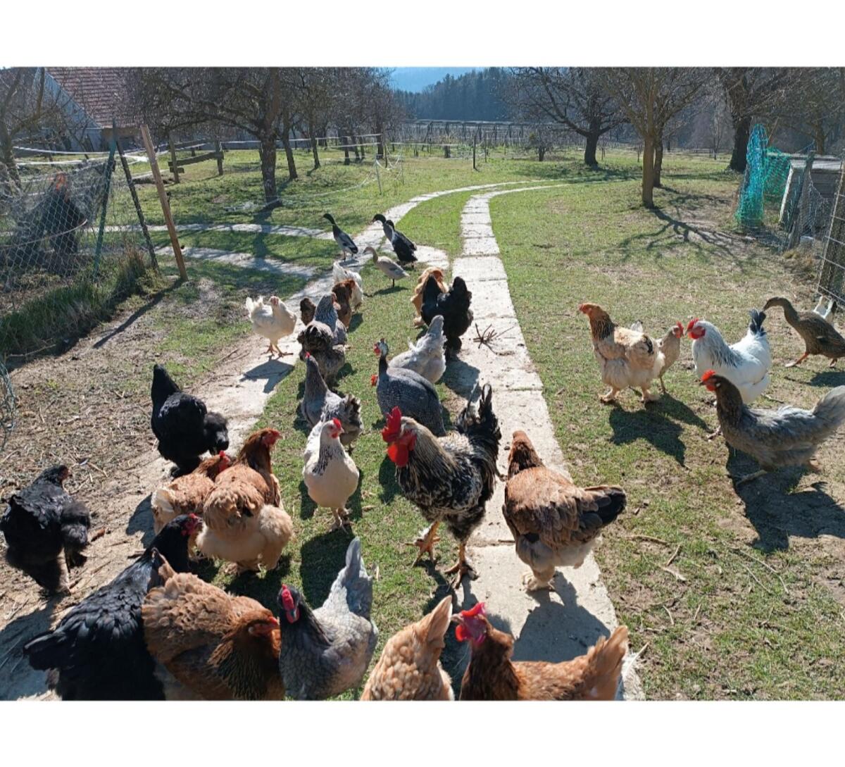 Mixküken aus bunten Eiern 3