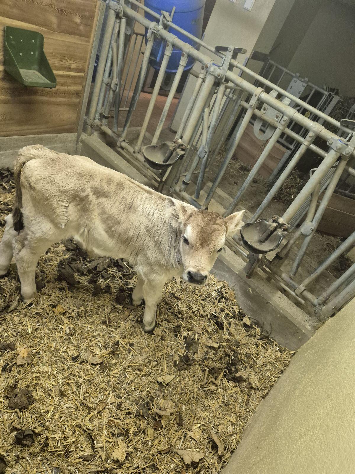 Tiroler Grauvieh Stierkalb Bio 3