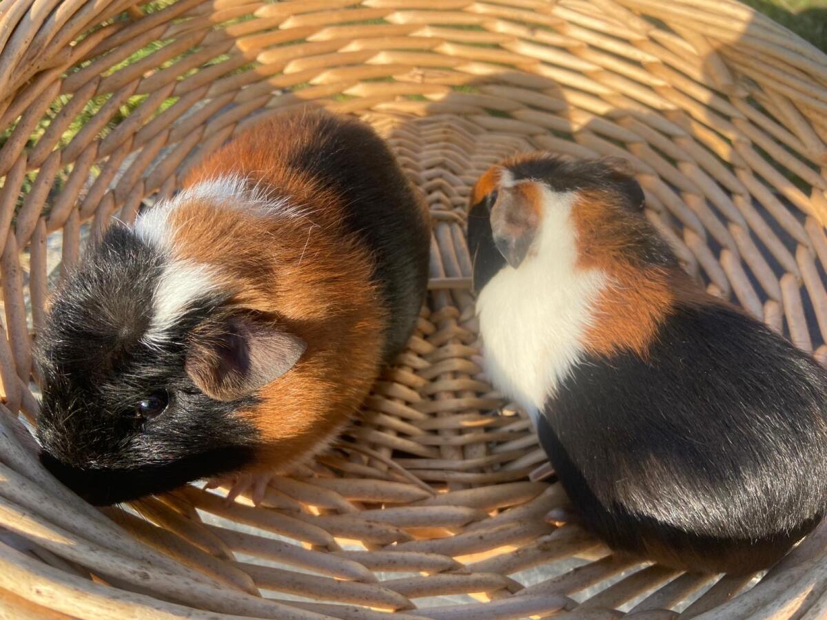 Crested Meerschweinchen 2