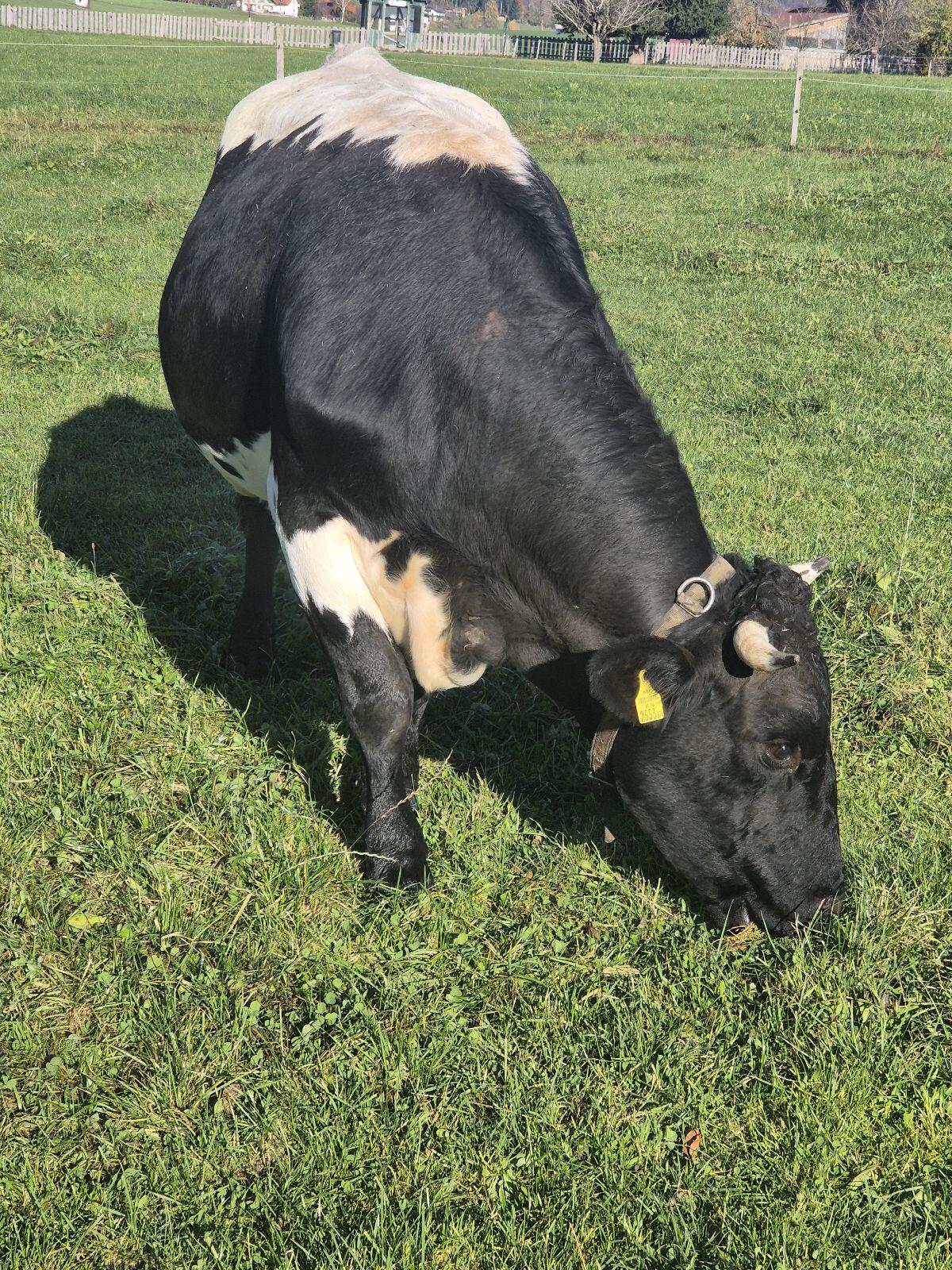 Pinzgauer Mutterkuh mit Kalb 3