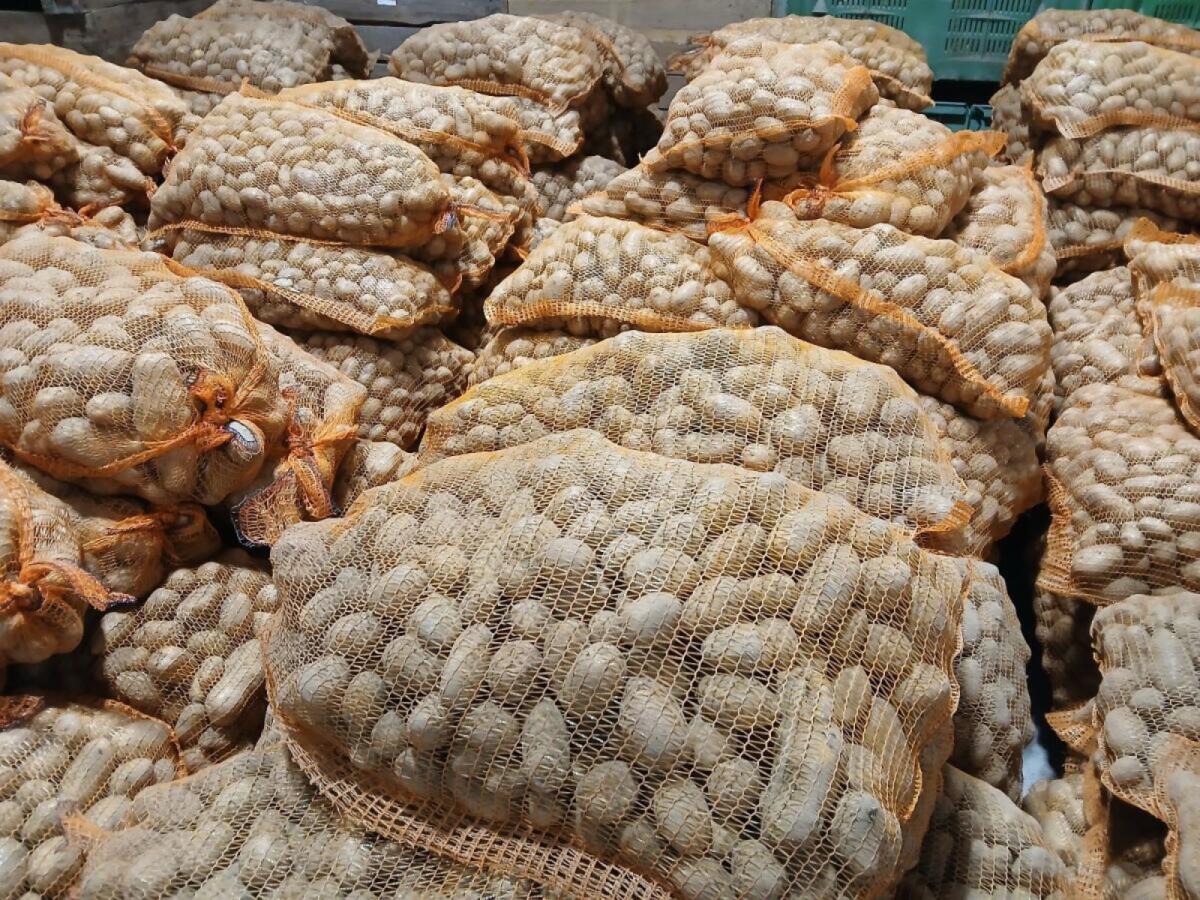 Futterkartoffeln, Futtererdäpfel 1