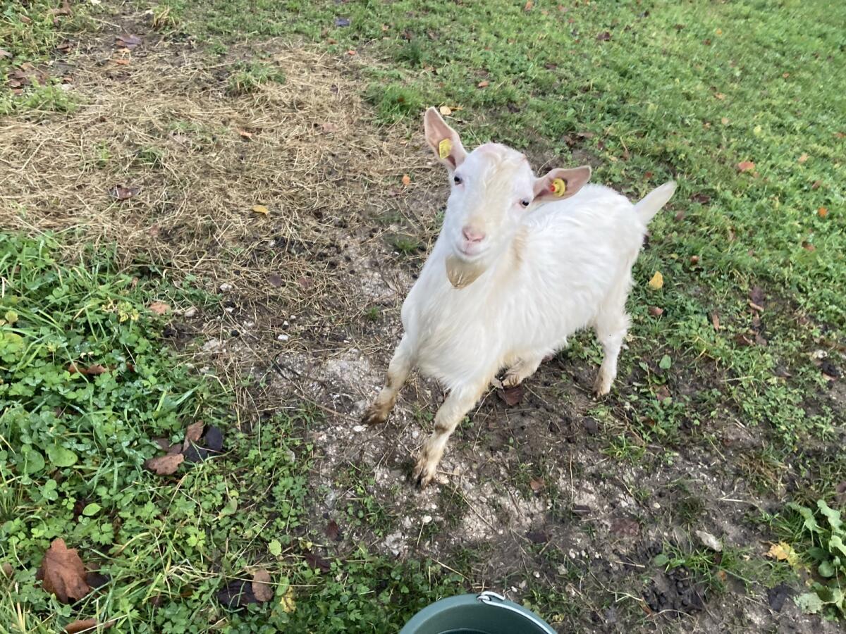 Ziegenbock zu verschenken 3
