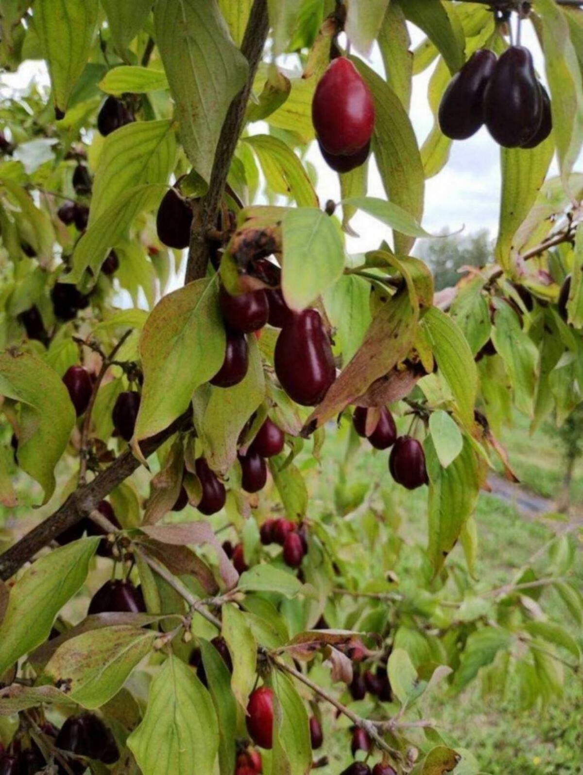 Dirndl - Großfruchtige Ertragssorten 2