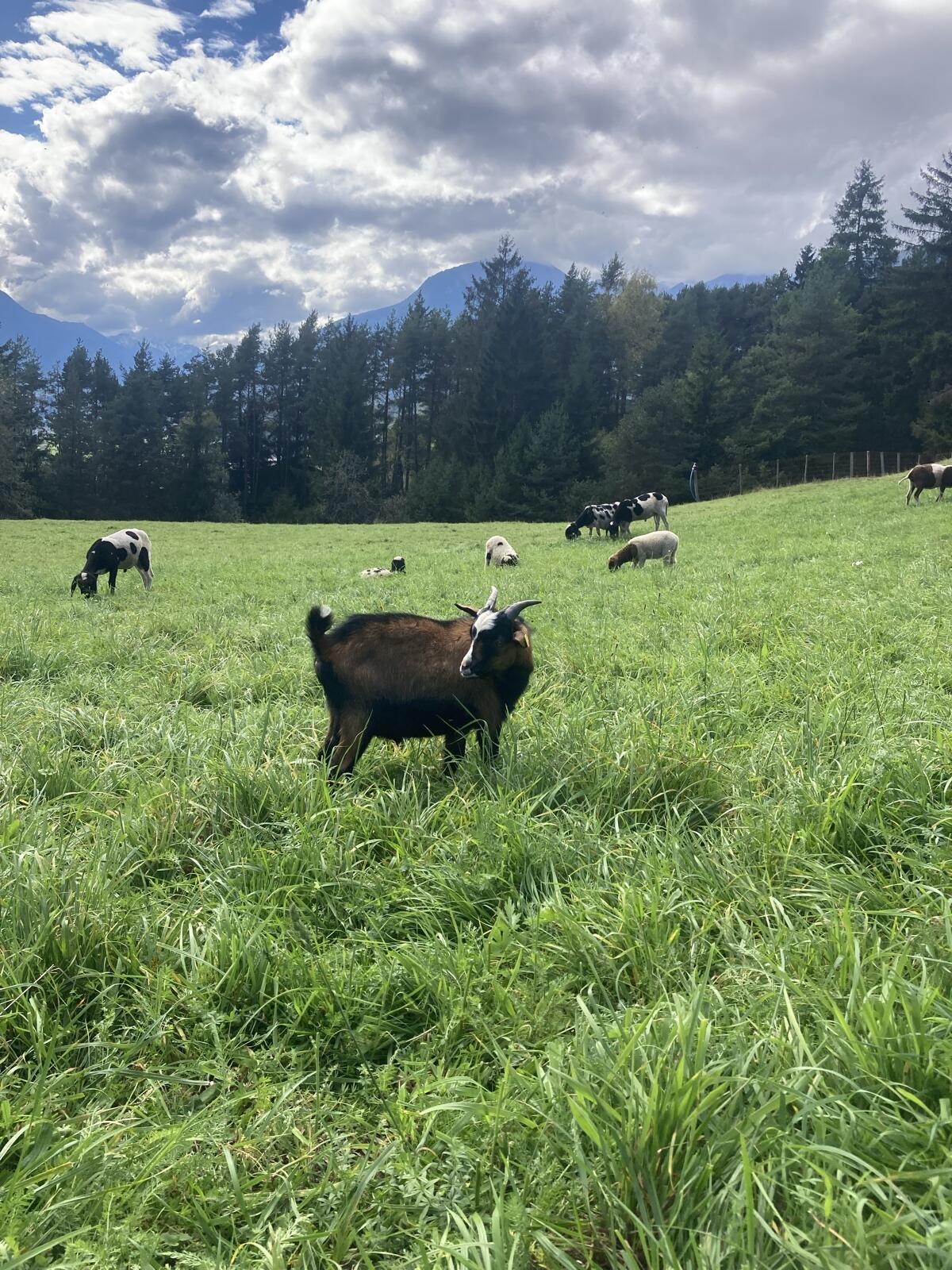 Zwergziegenbock sucht liebevolles Zuhause 1