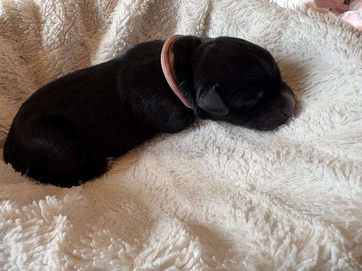 Welpen zu vergeben 2