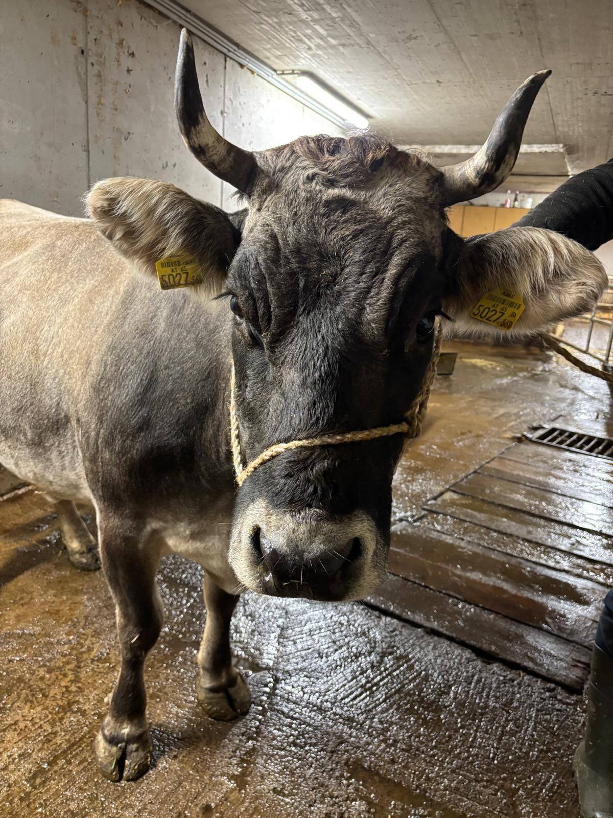 Tiroler Grauvieh Kuh 1