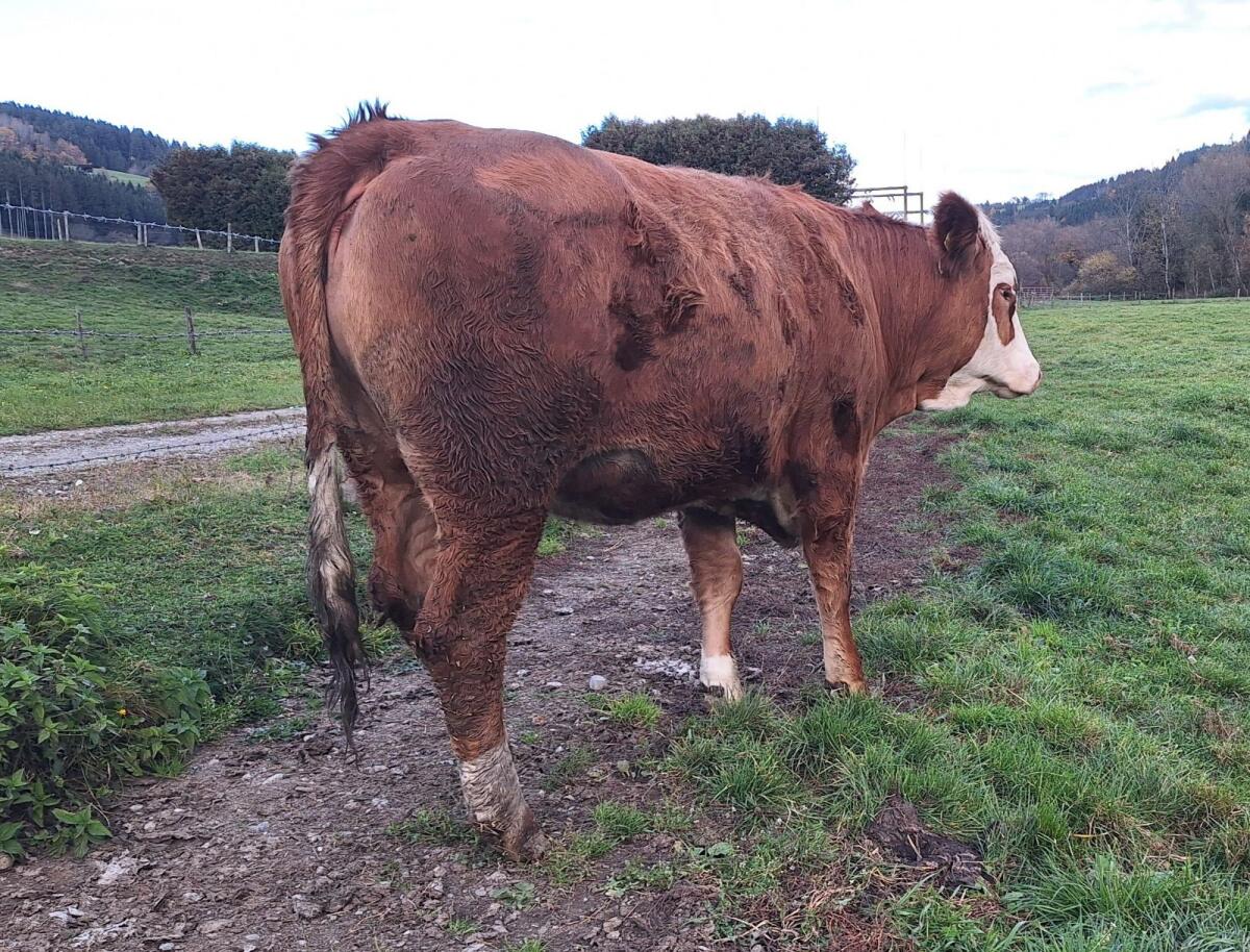 Fleckviehzuchtkalbin trächtig 1