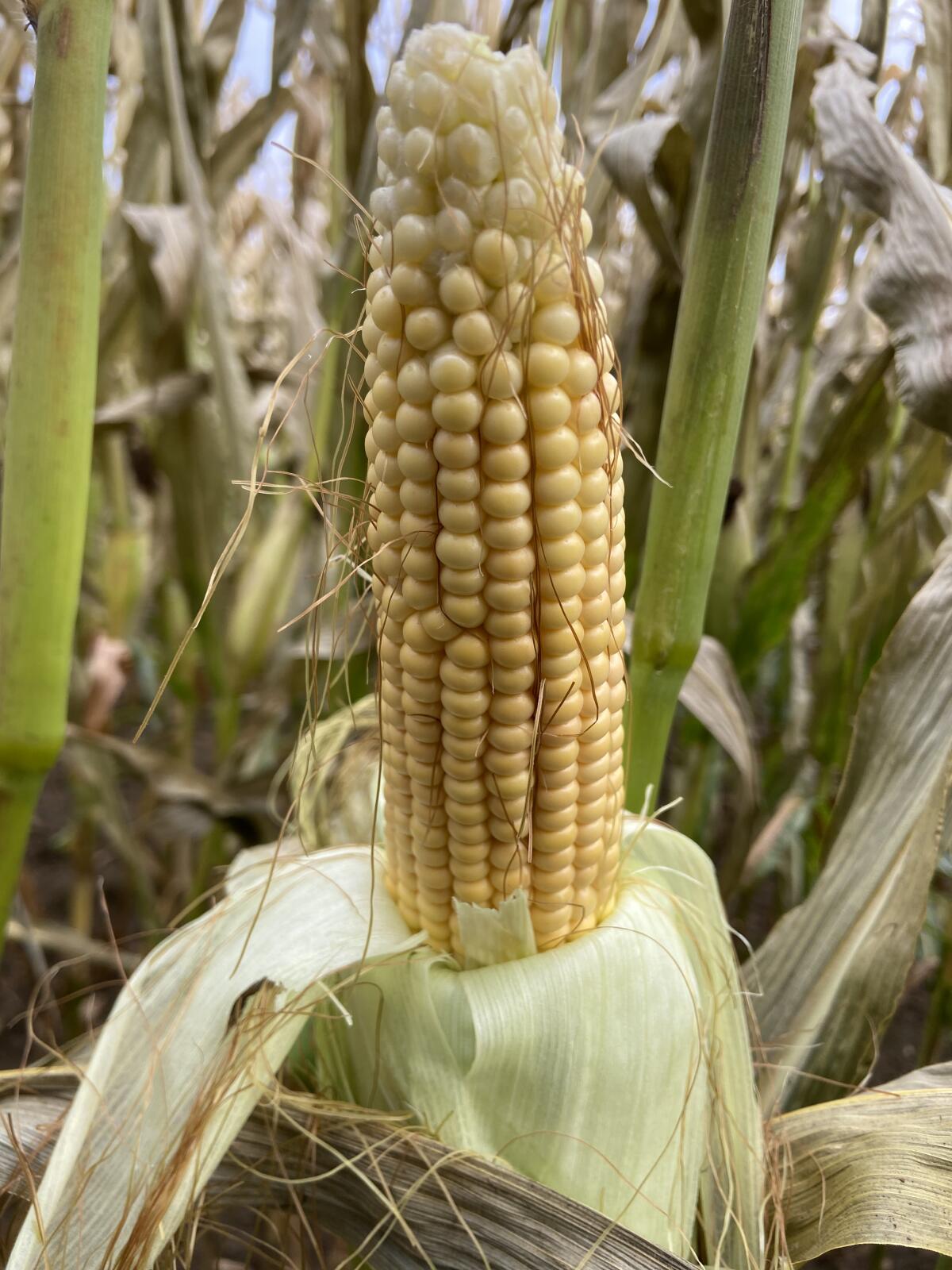 Silomais zu verkaufen 1