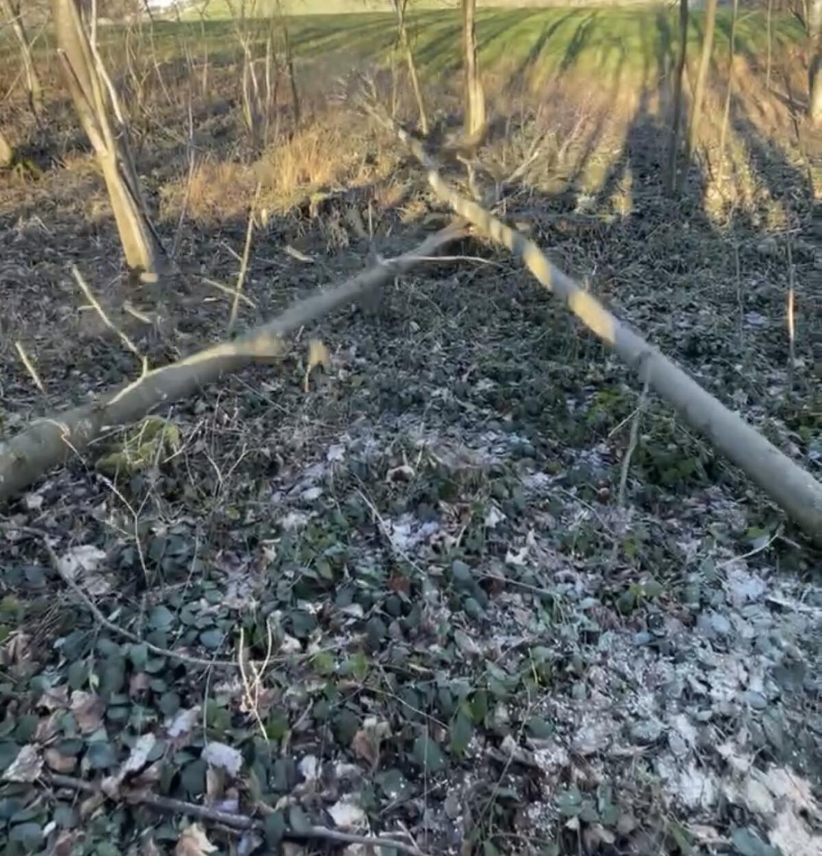 Forstarbeiten, Lohnspalten, Holzrückung 3