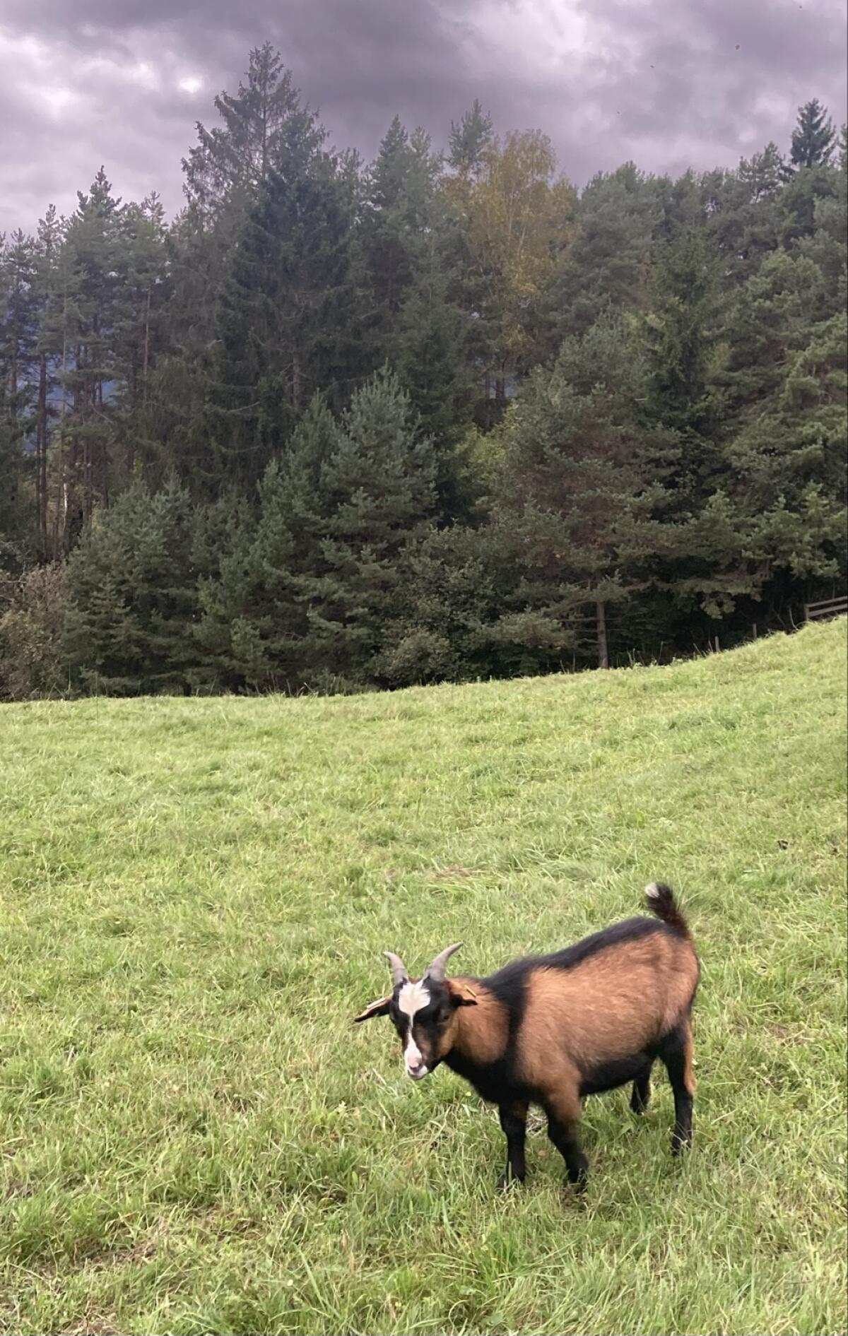 Zwergziegenbock sucht liebevolles Zuhause 2