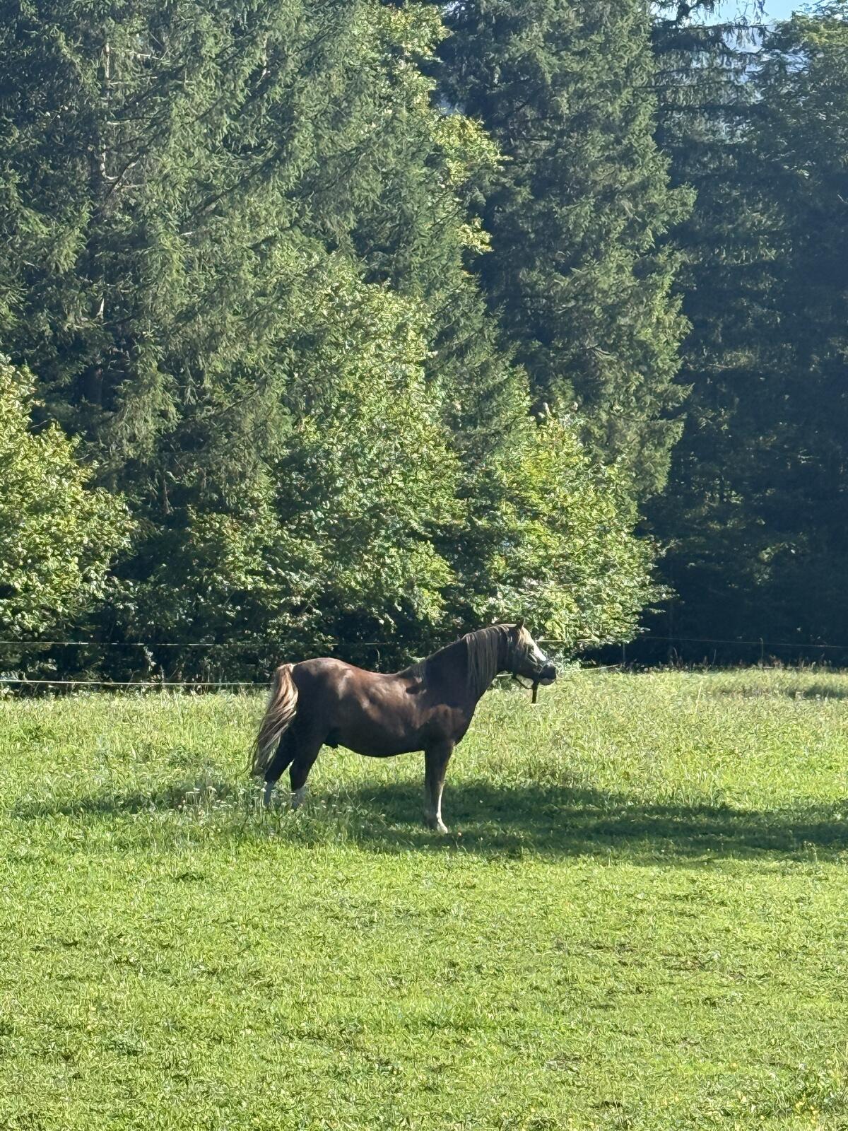 Kinderpony Welsh A Wallach 2