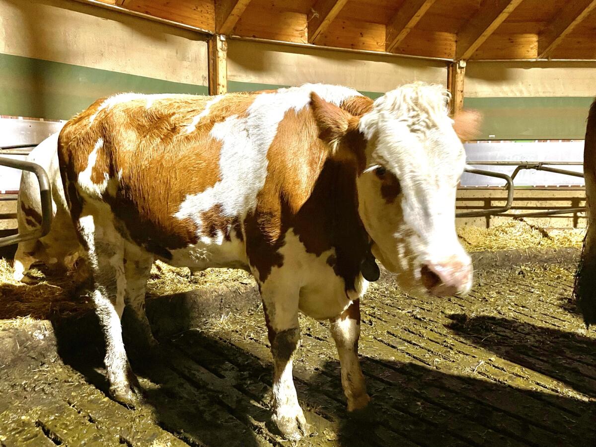 Bio Jungkuh in Milch 3