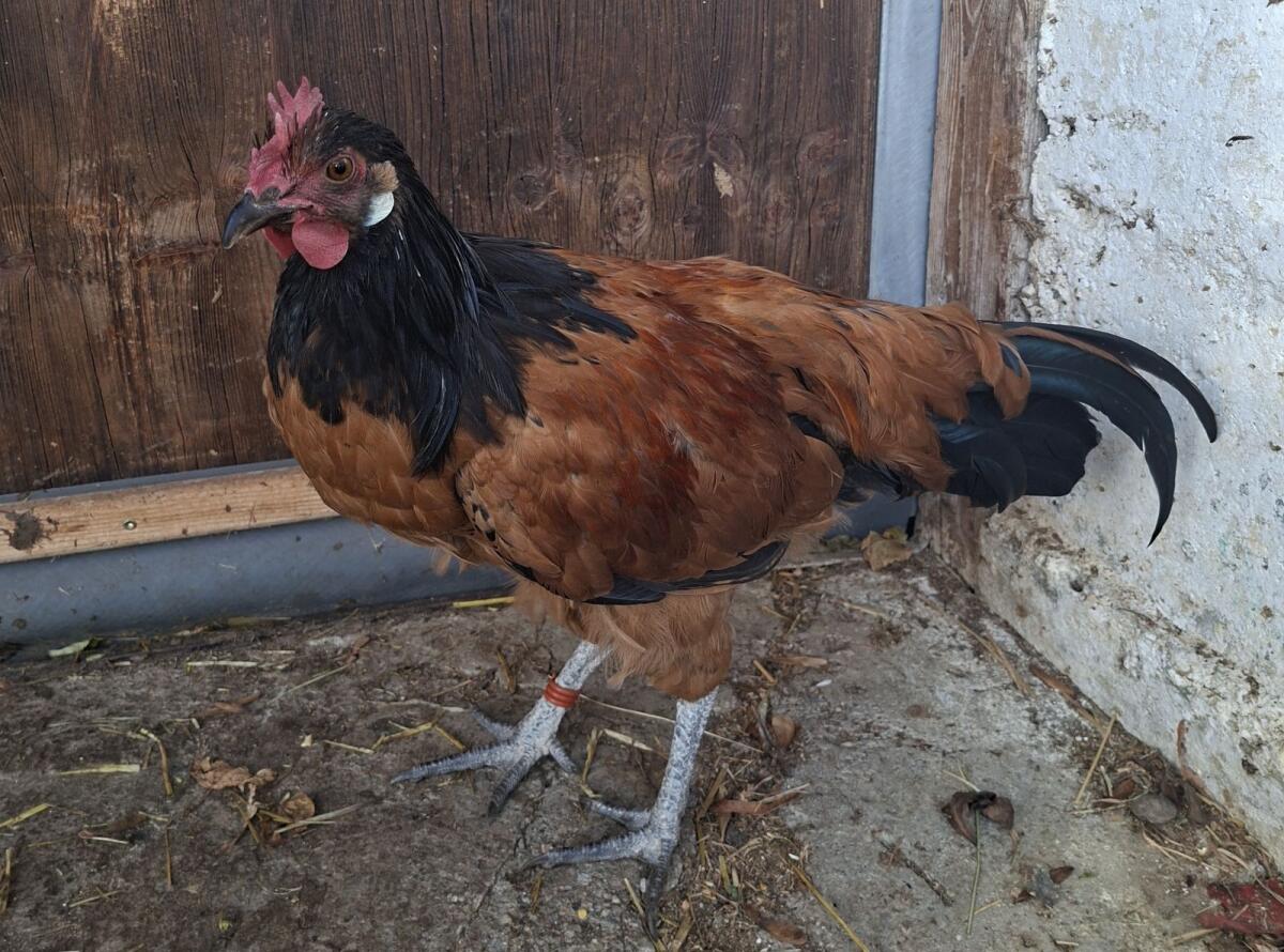 Hühner und Enten zu verschenken 2