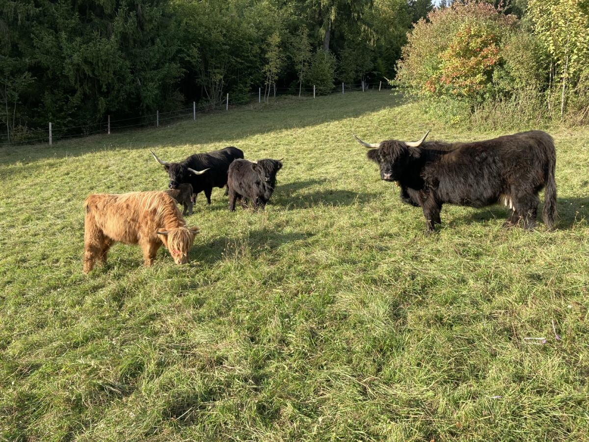 Verk. Hochlandrind-Zuchtkalbin, BIO 3