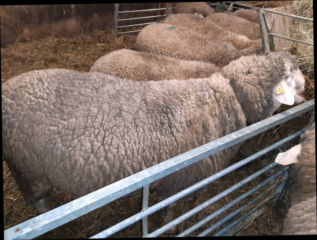 Merinowidder, Zuchtwidder IIa 3