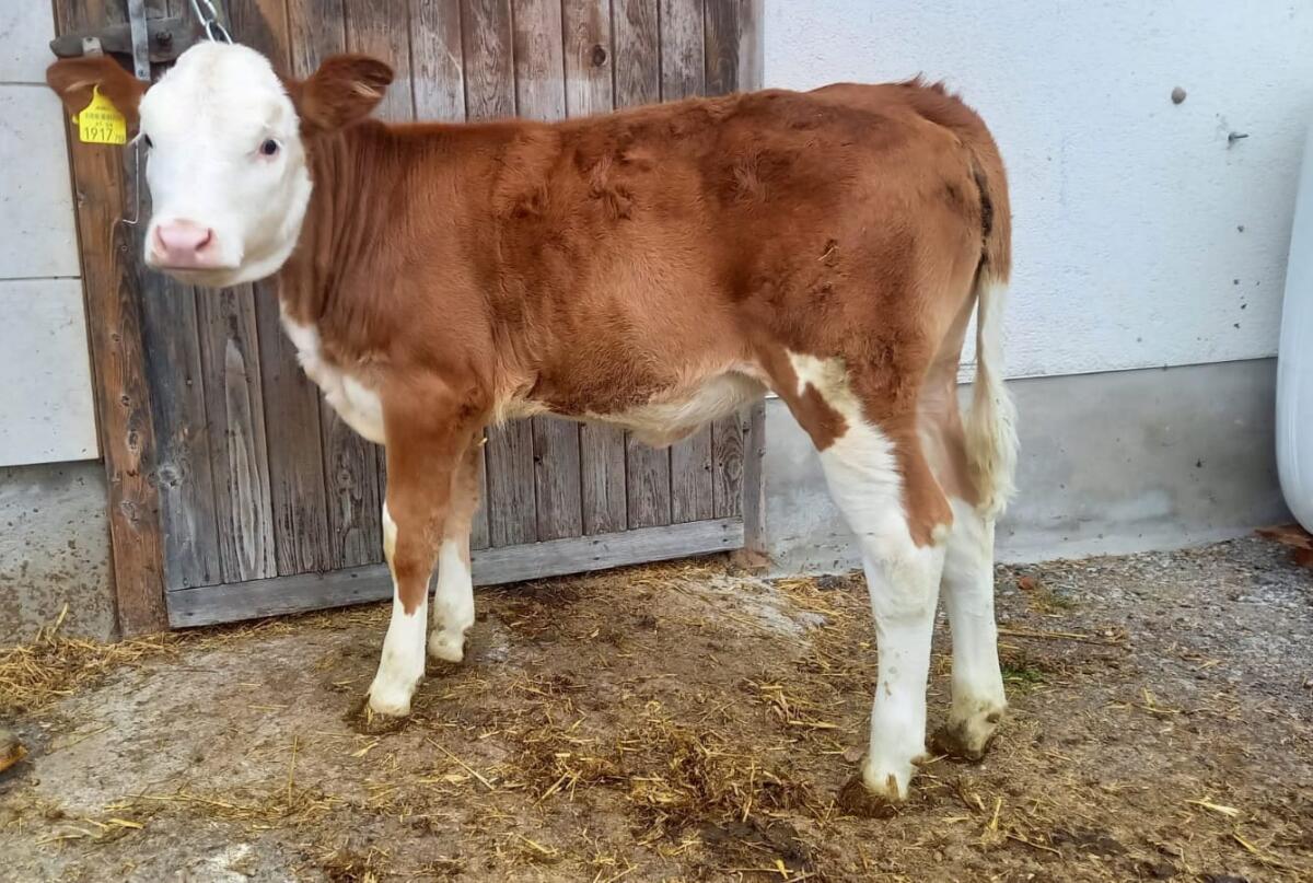 Verkaufe Bio-FV Kalb 2