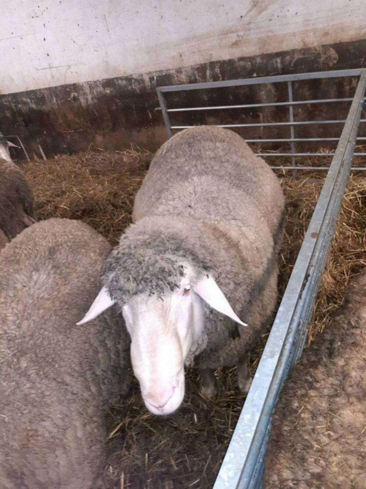 Merinowidder, Zuchtwidder IIa 1