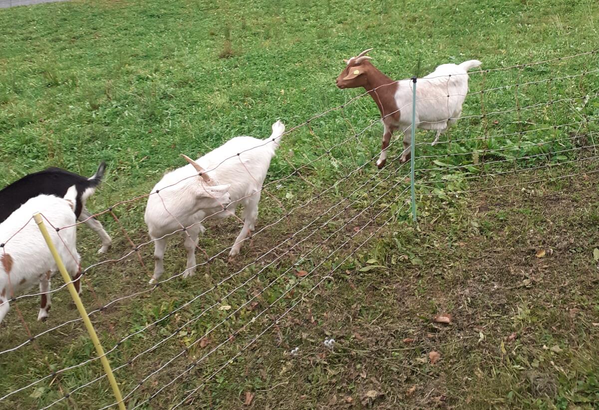 Burenjungziegen, Jungböcke und Mischlinge 3