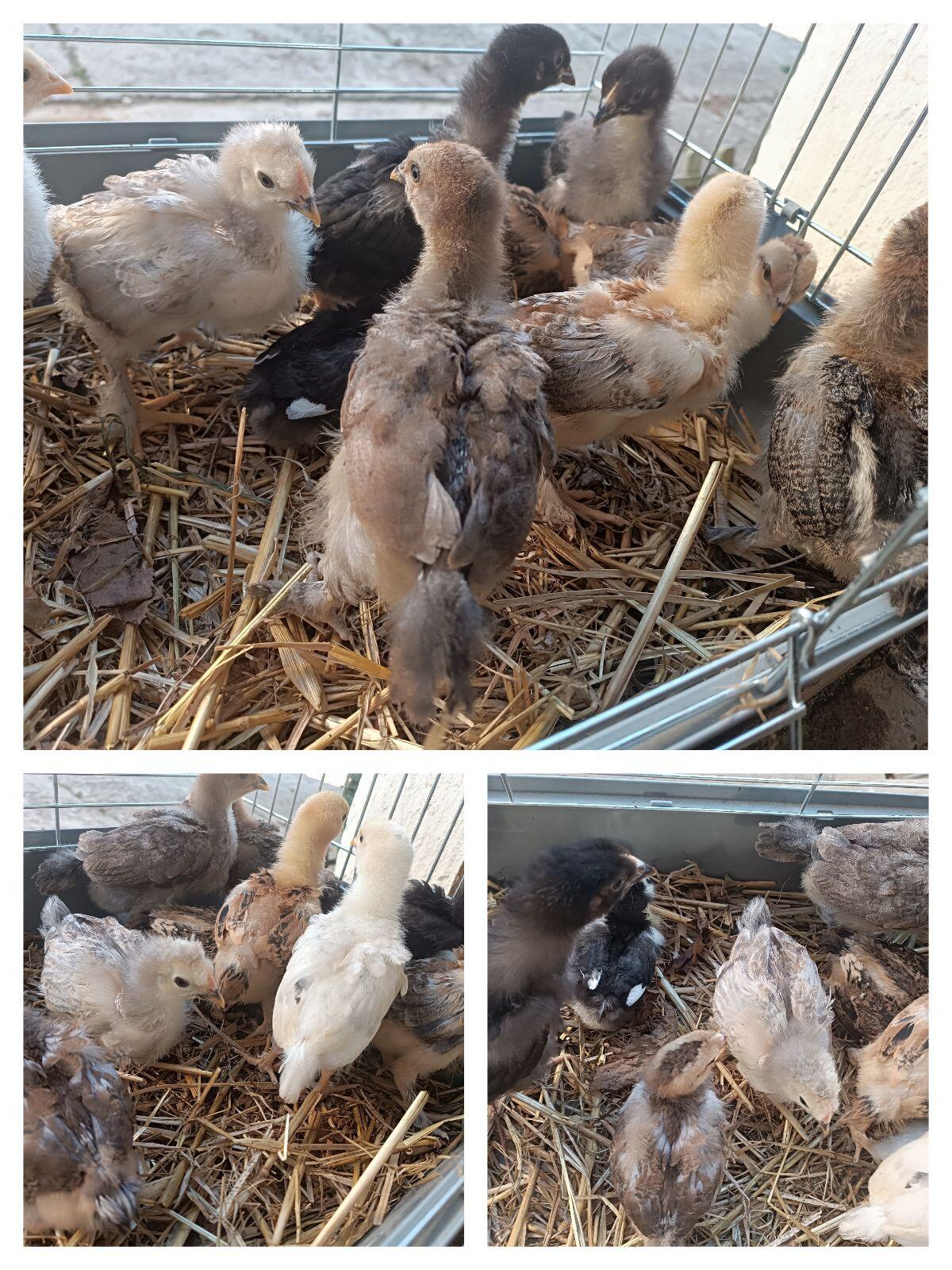 Mixküken aus bunten Eiern 1