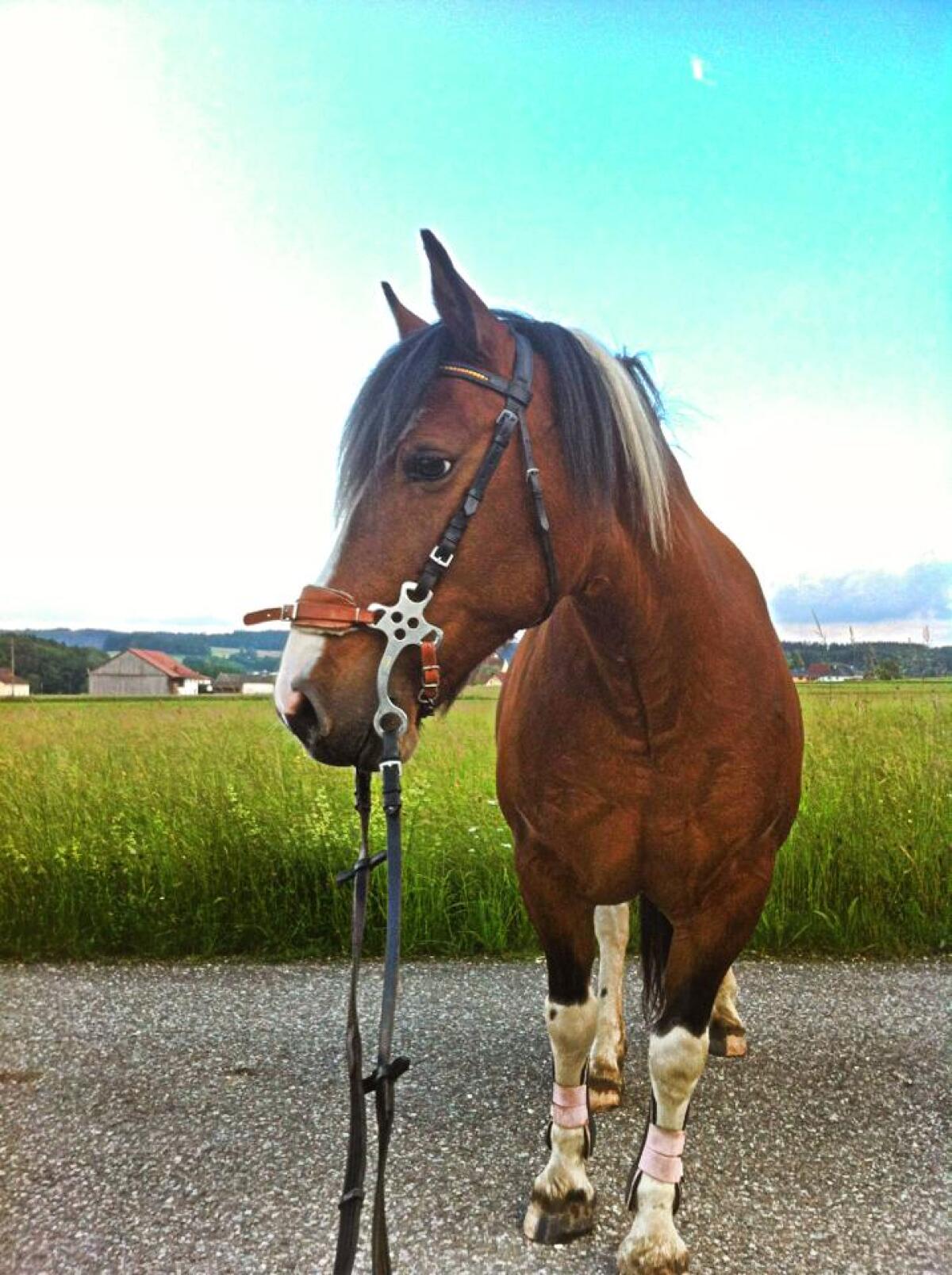 SUCHE Haus (4-6Zimmer) m Garten am Land 1