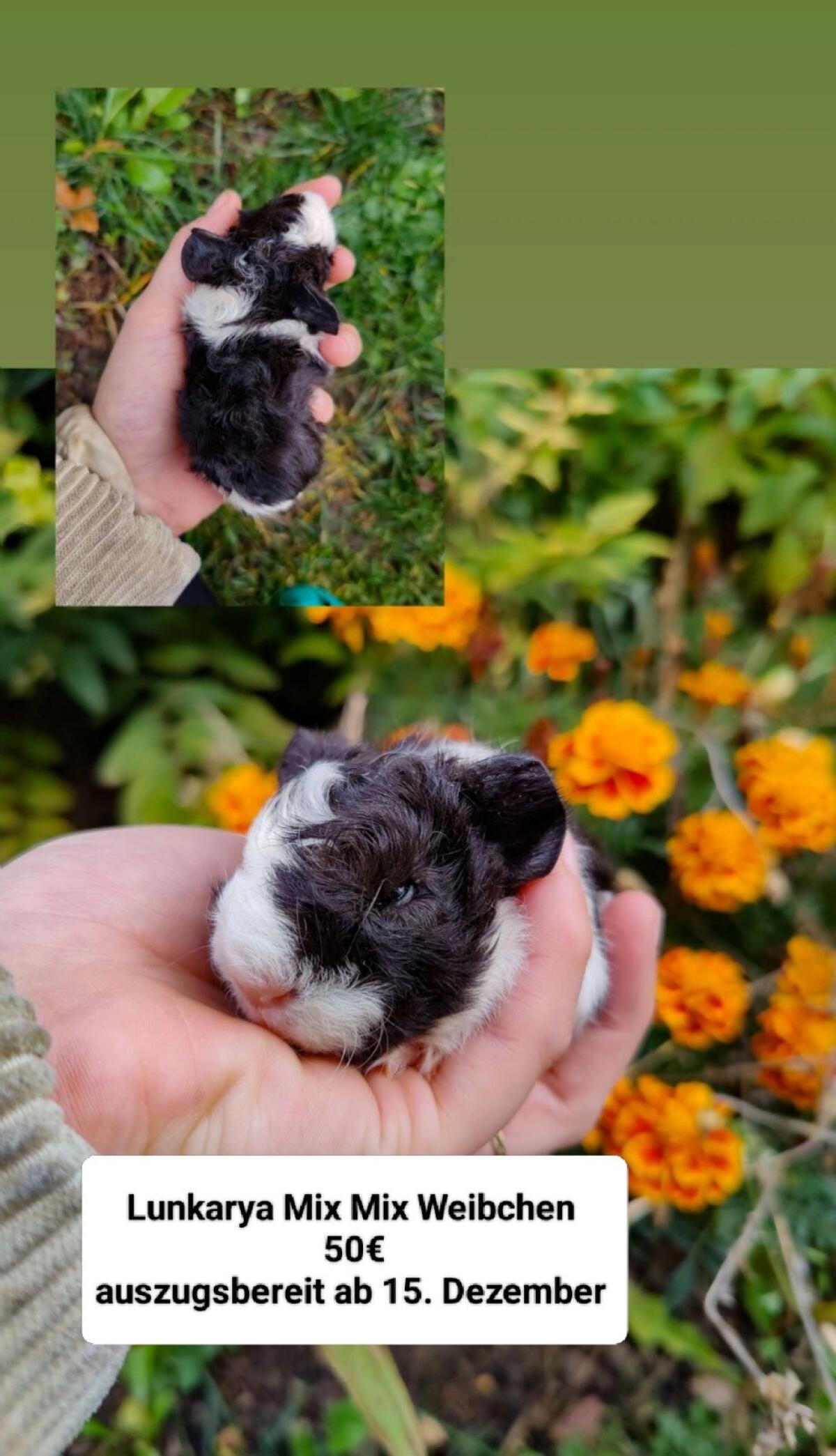 Meerschweinchen und Erzieher 3