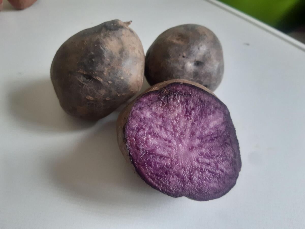 Lilane Kartoffel Violet Star 1