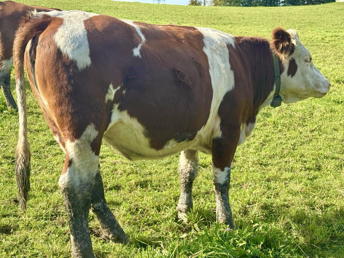 Trächtige Fleckvieh-Zuchtkalbin 1