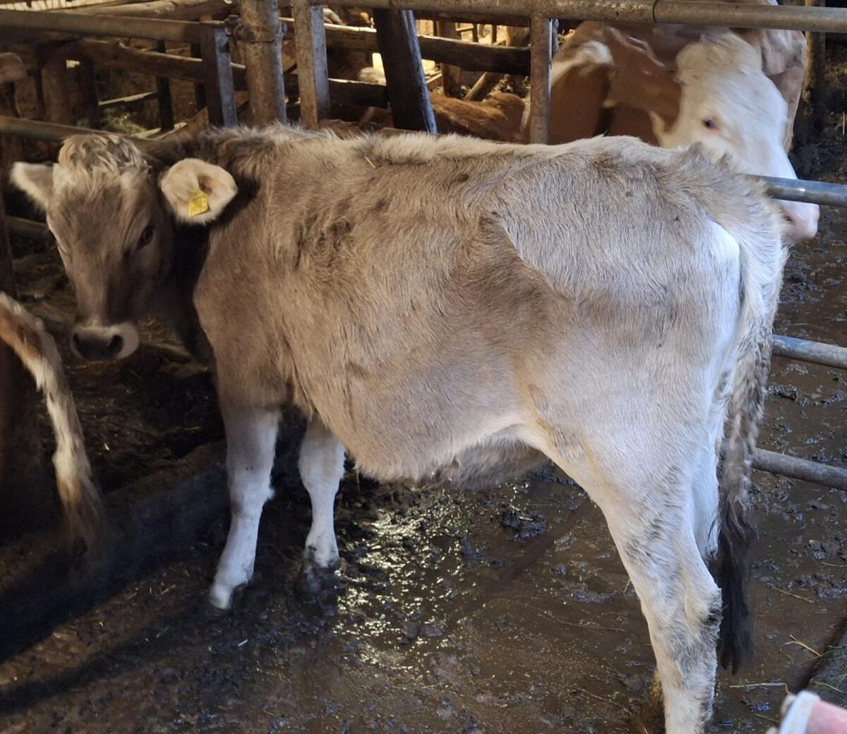 Bio Braunvieh Kalbin 2