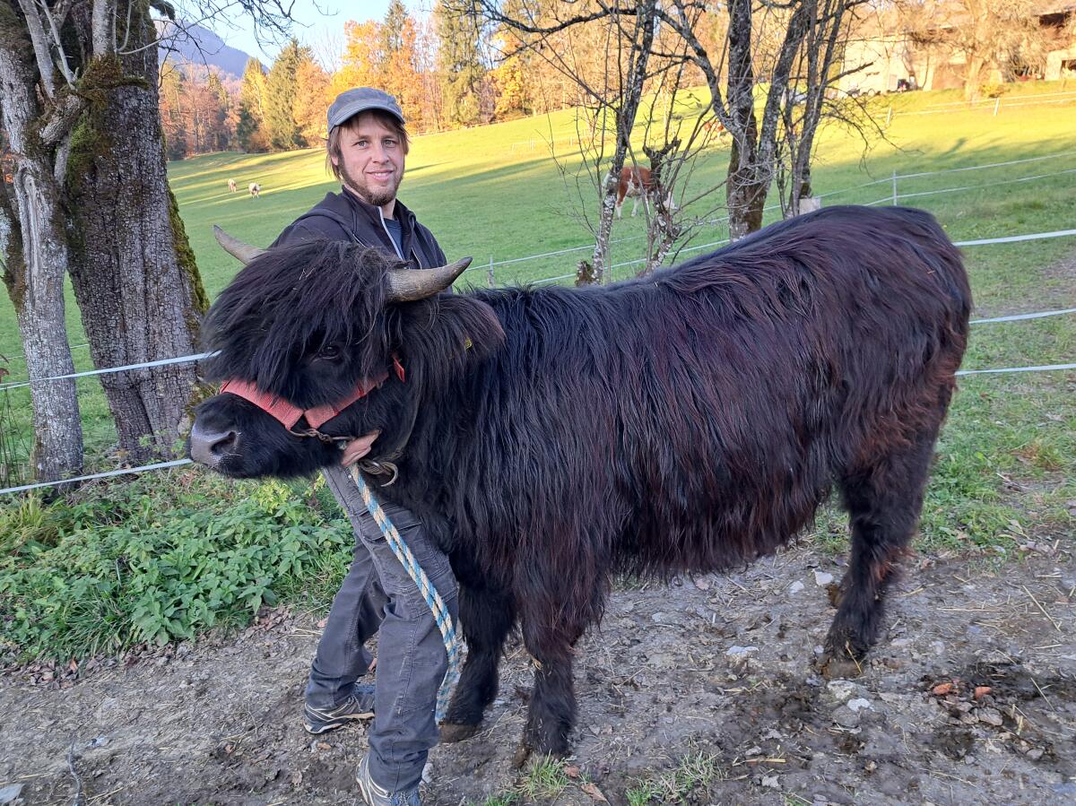 Hochlandrind Kalbin Trinity 2