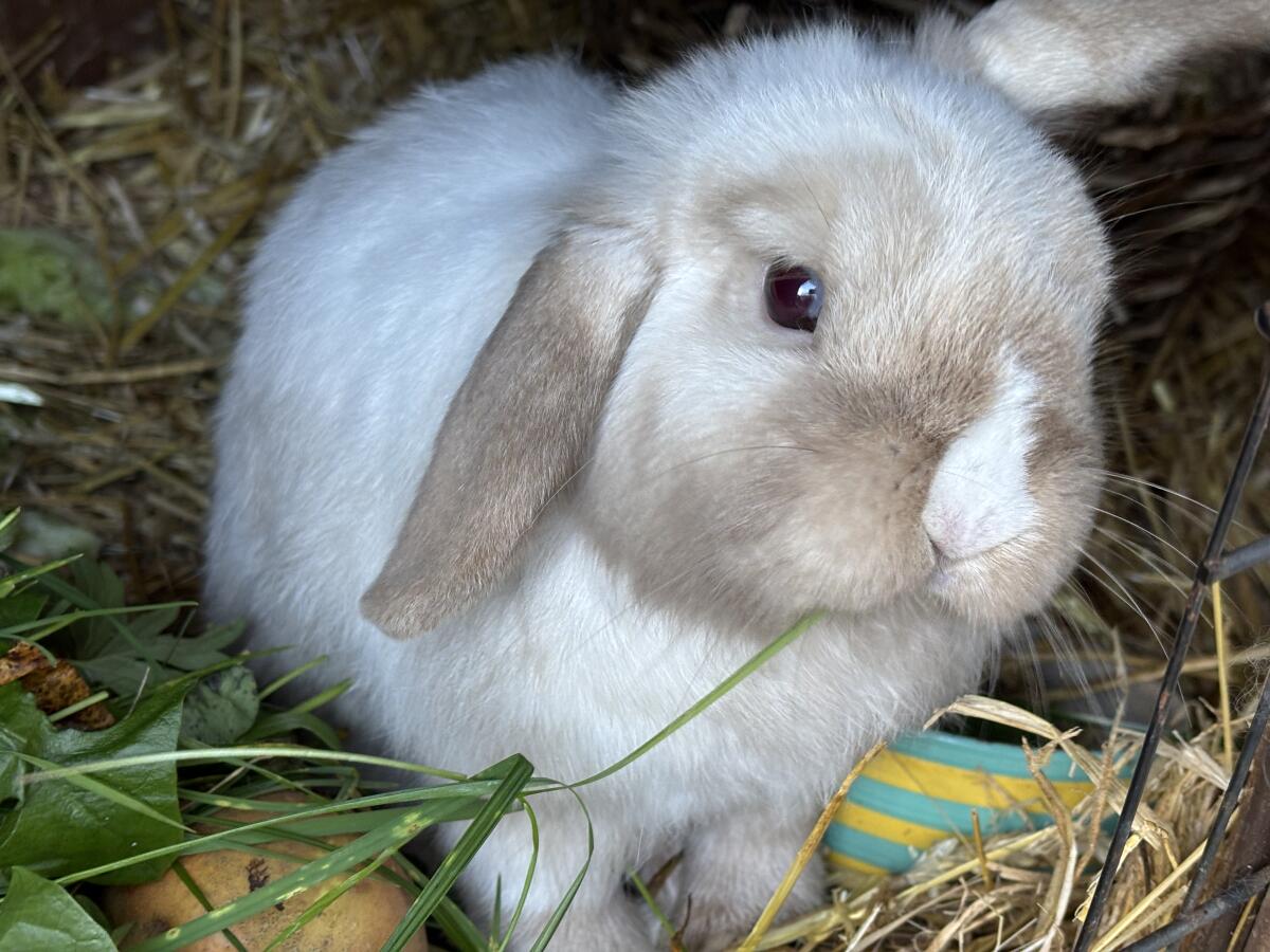 Zwergkaninchen Mini Lop Rammler 1