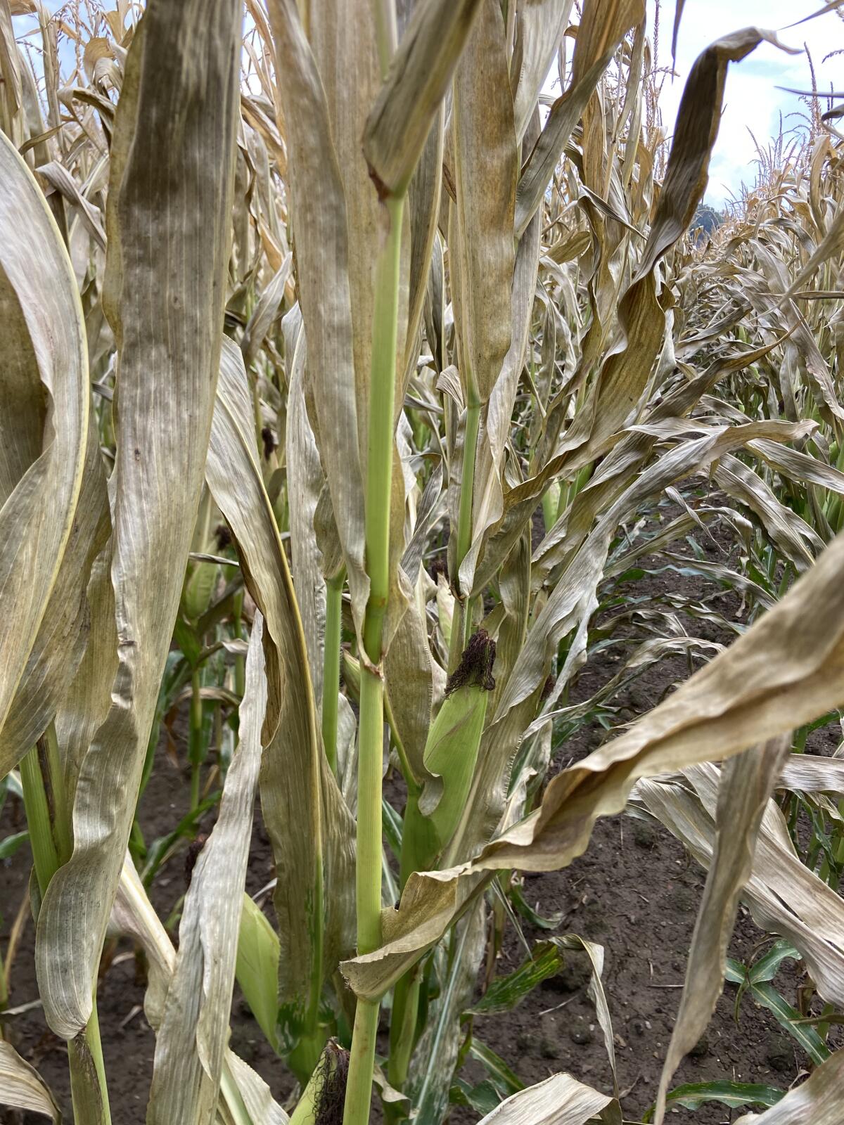 Silomais zu verkaufen 3