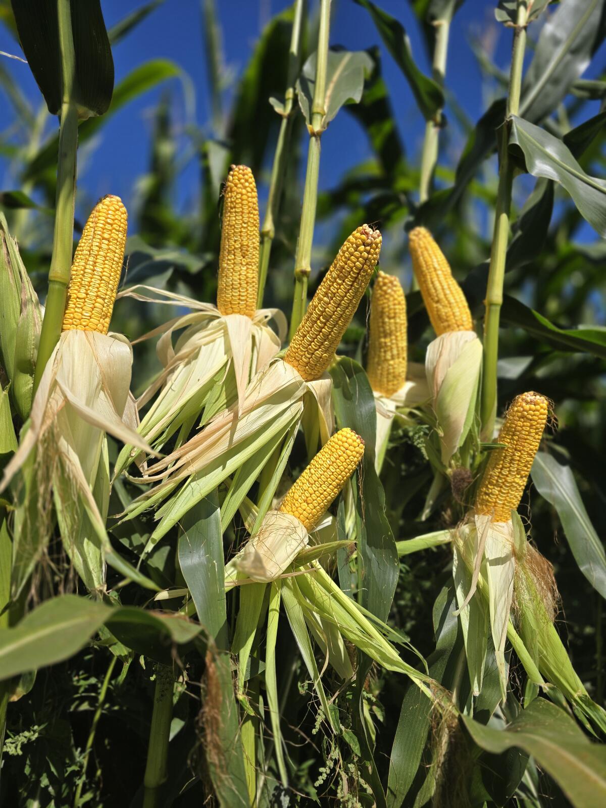 BIO-Maissilage-Ballen 2