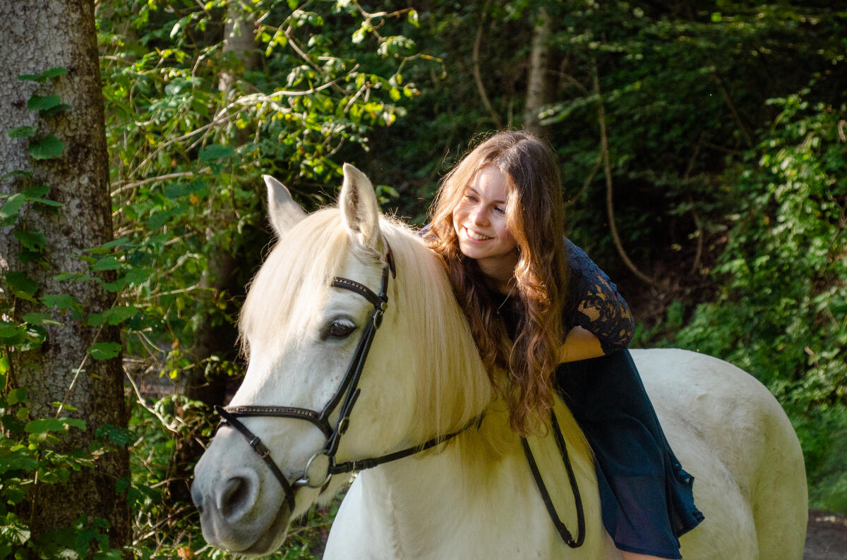 Haflo-Araber: Freizeitpferd für erfahrene Reiter 1