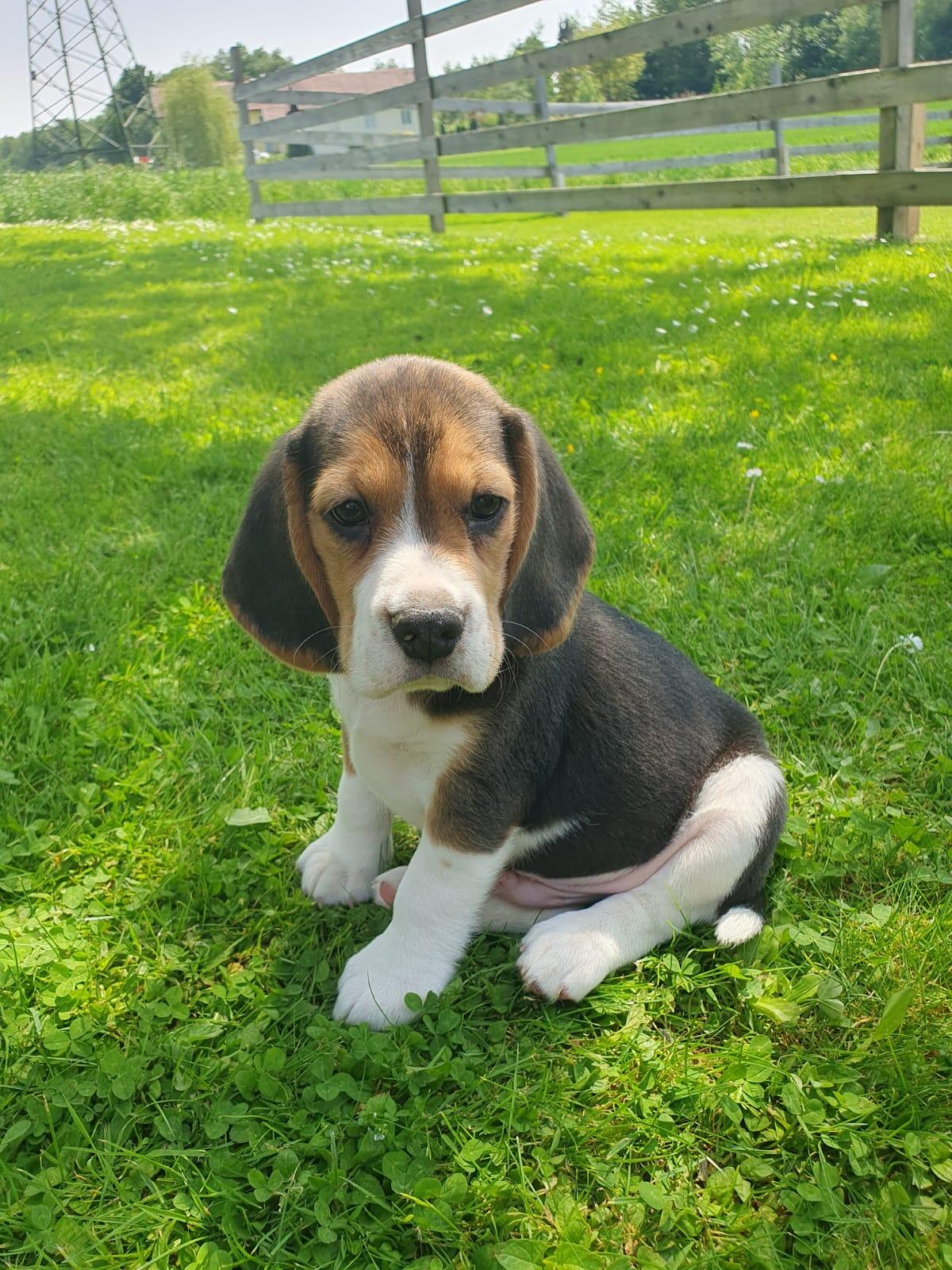 Beagle-Welpe (Rüde) von registriertem Züchter kaufen 1