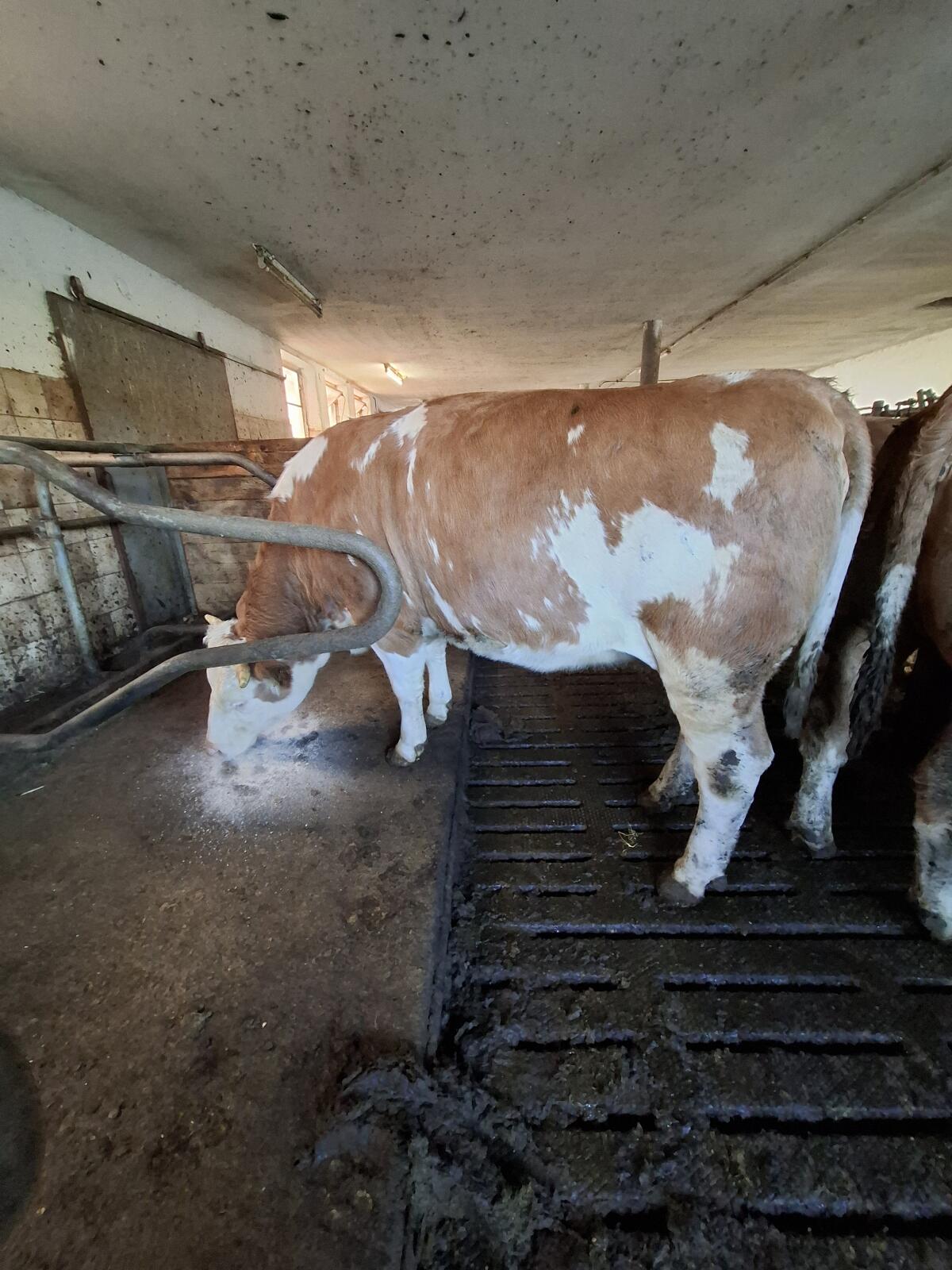 Verkaufe trächtige Fleckviehkalbin 3