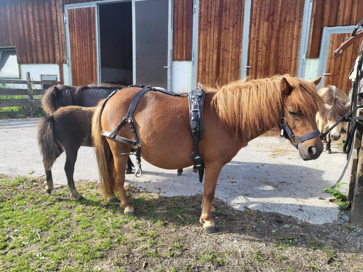 Trächtige Mini-Shetty-Stute 2