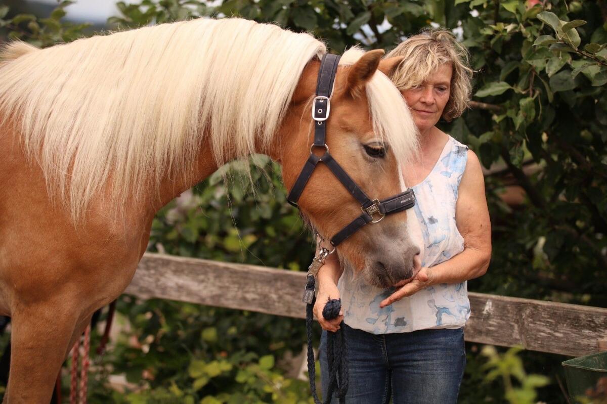 Hübsche Haflinger Stute 3