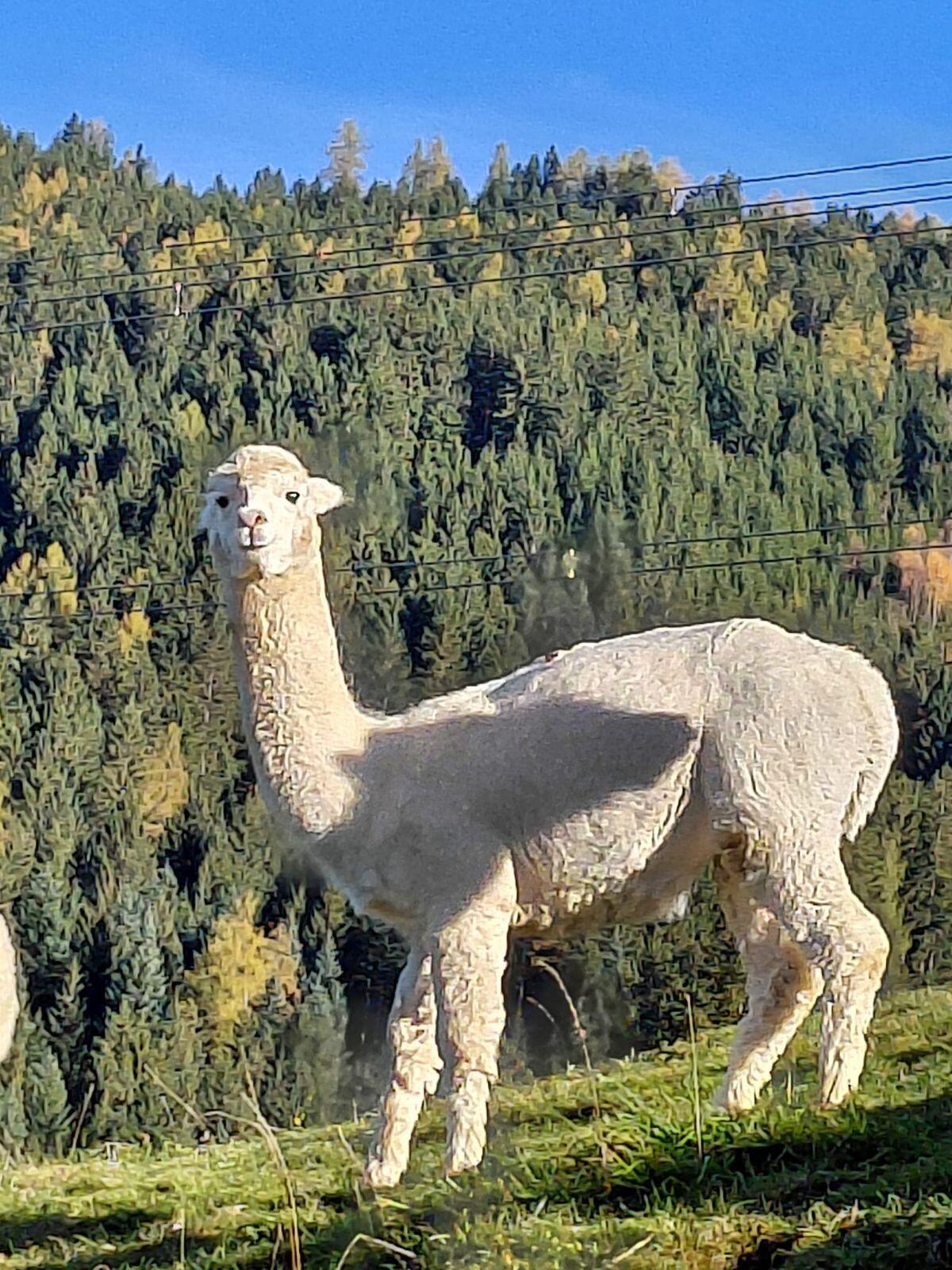 Alpaka Hengst Paolo 3