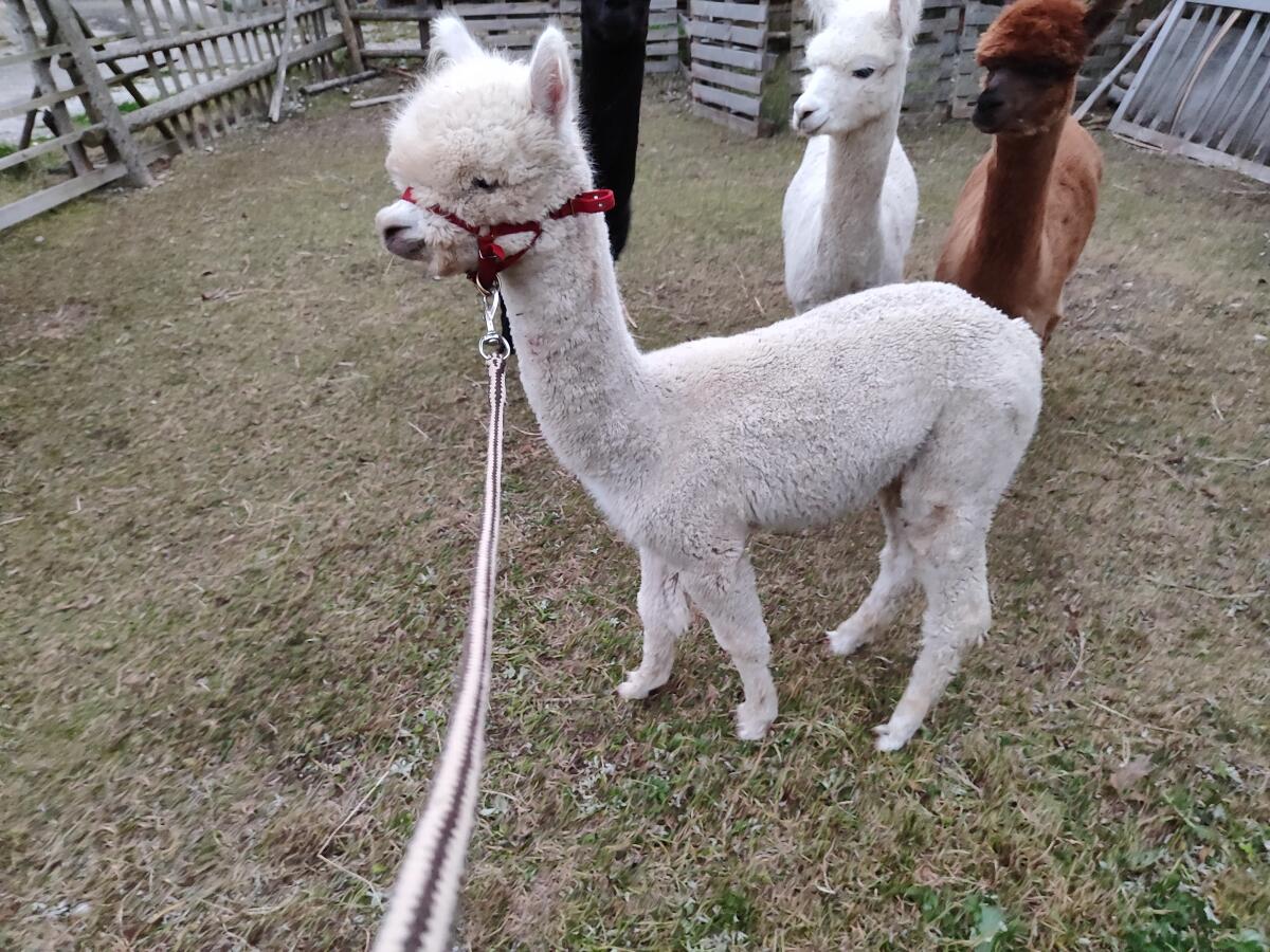 Alpaka 3