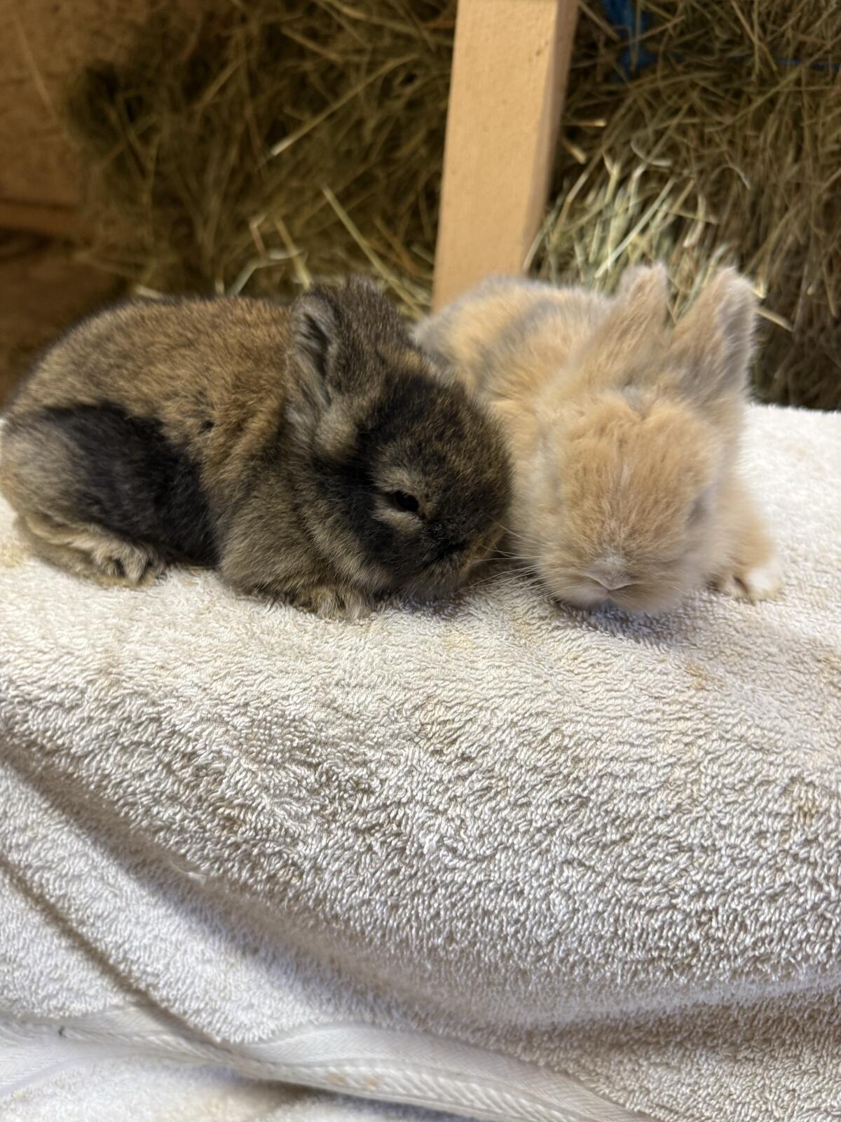 Löwenkopf-Kaninchen 1