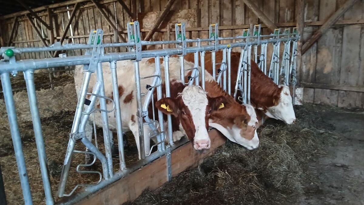 Bio Kalbinnen/Kalbin 1