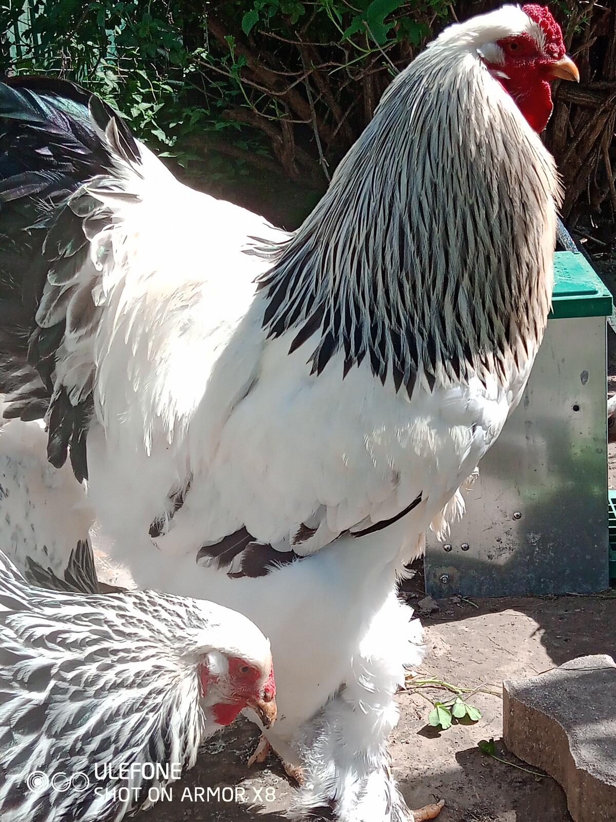 Brahma Bruteier weiß schwarz Columbia 3