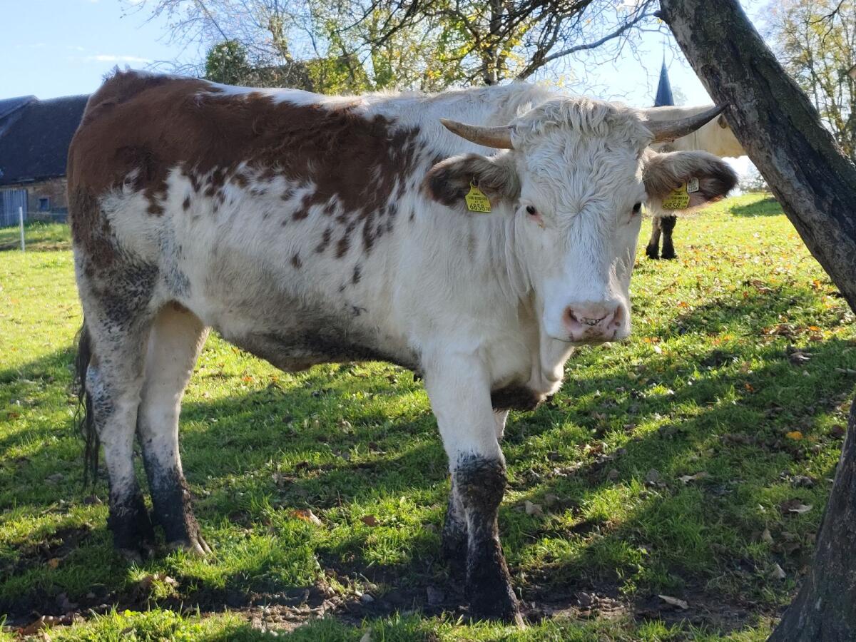 Ennstaler Bergschecken Kalbin - Bio 1