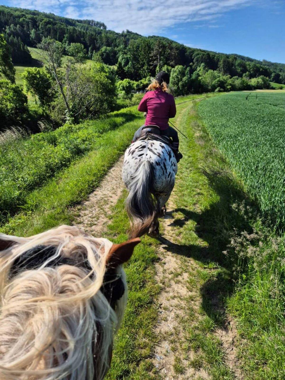 Lord und Jolly suchen Mitreiter 2