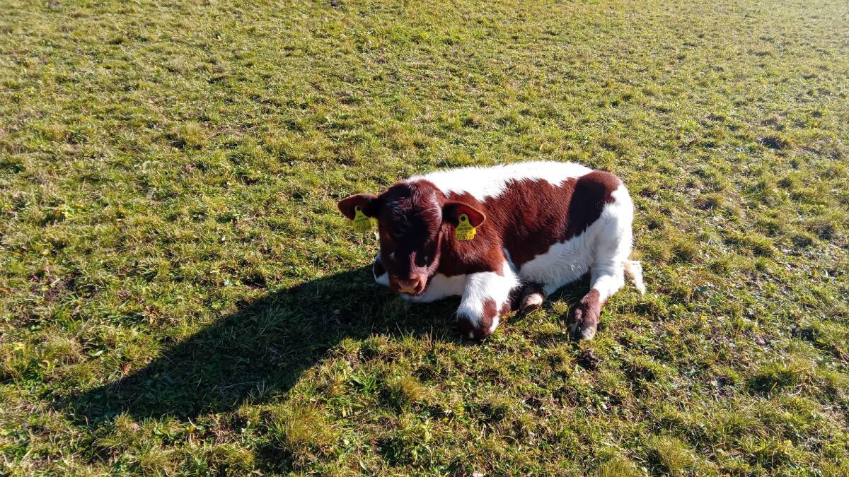Pinzgau Kuh mit Kuhkalb 2