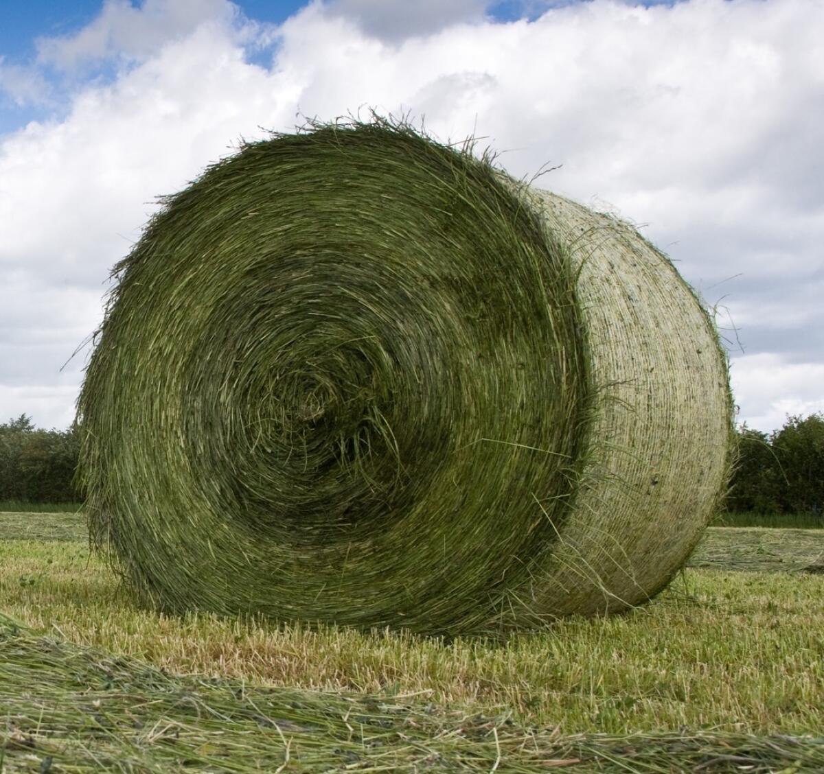 Bio-Luzerneheu warmluftgetrocknet in Rundballen 1