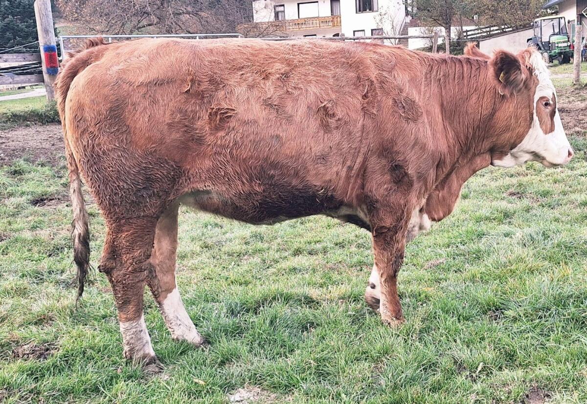 Fleckviehzuchtkalbin trächtig 2