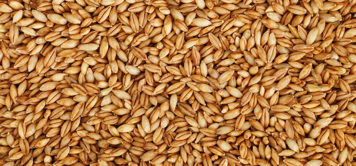 Winterfuttergerste 1