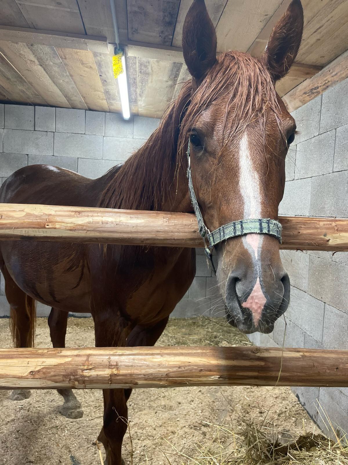 Verkaufe Arabermixstute 2