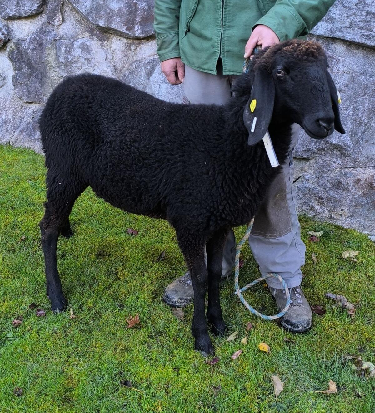 Verkaufe Schwarzes Bergschaf Kilbern HB 2
